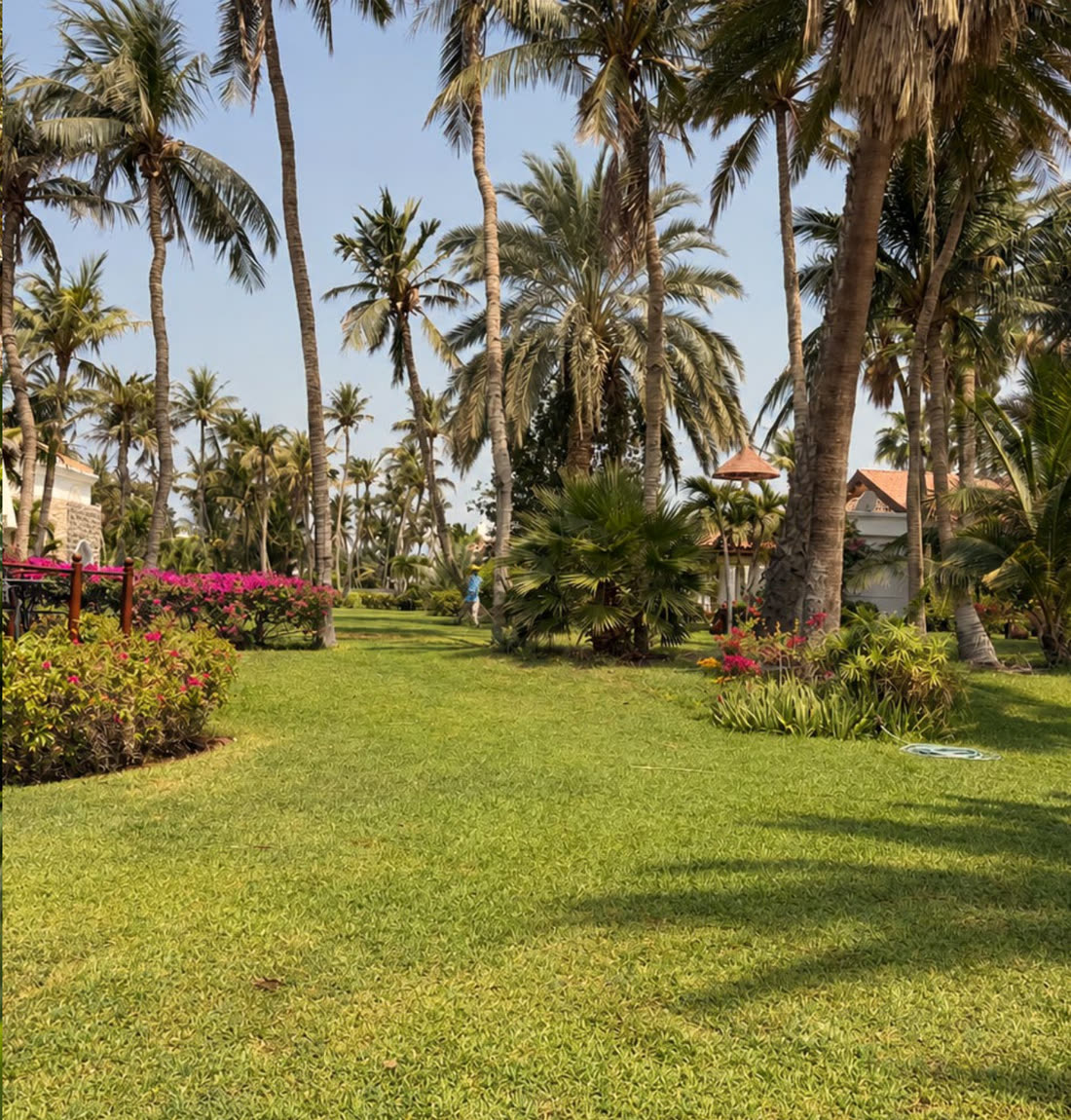 A wide lawn under tall palms
