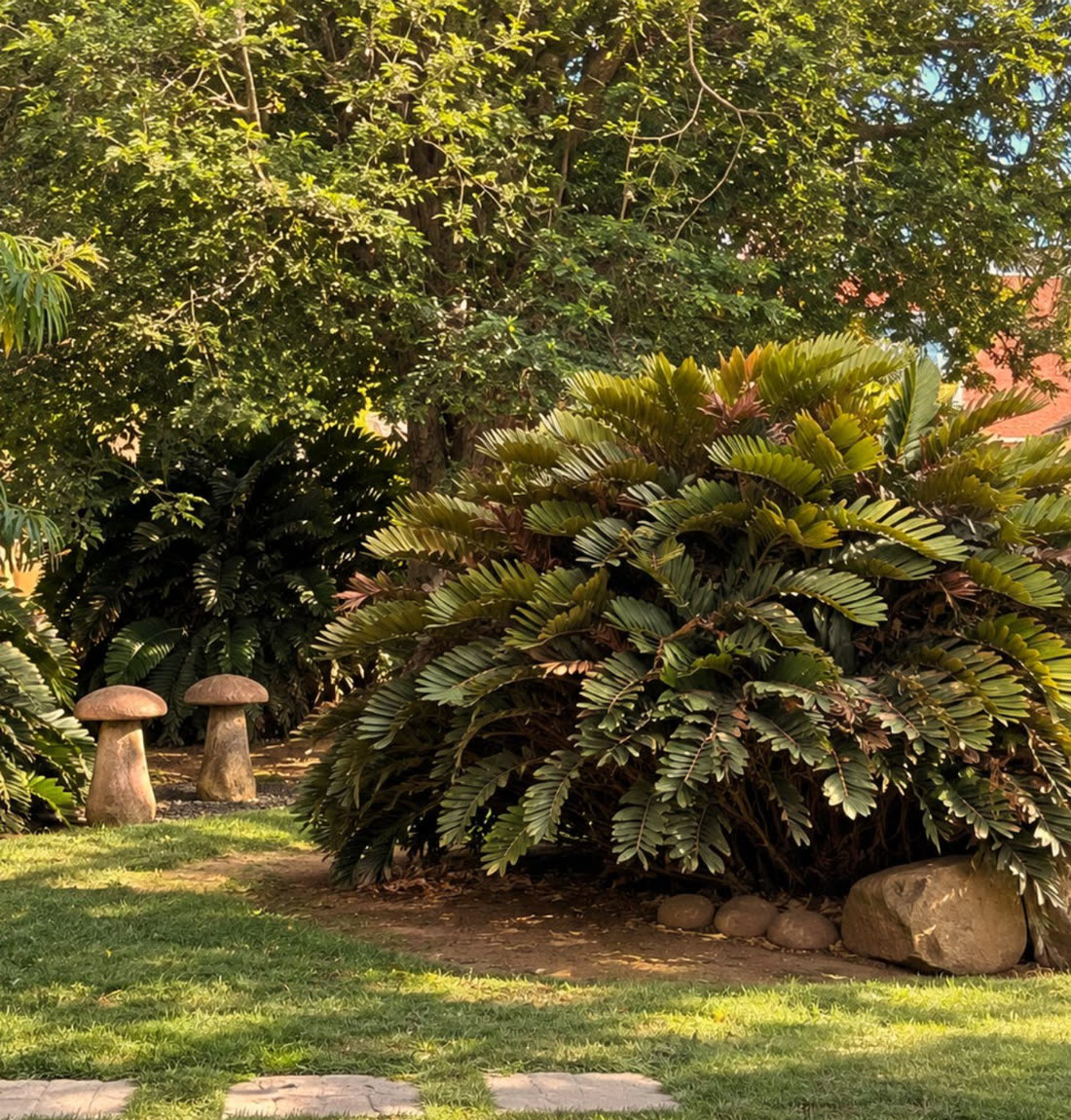 A private garden with cycads, stones and lawn
