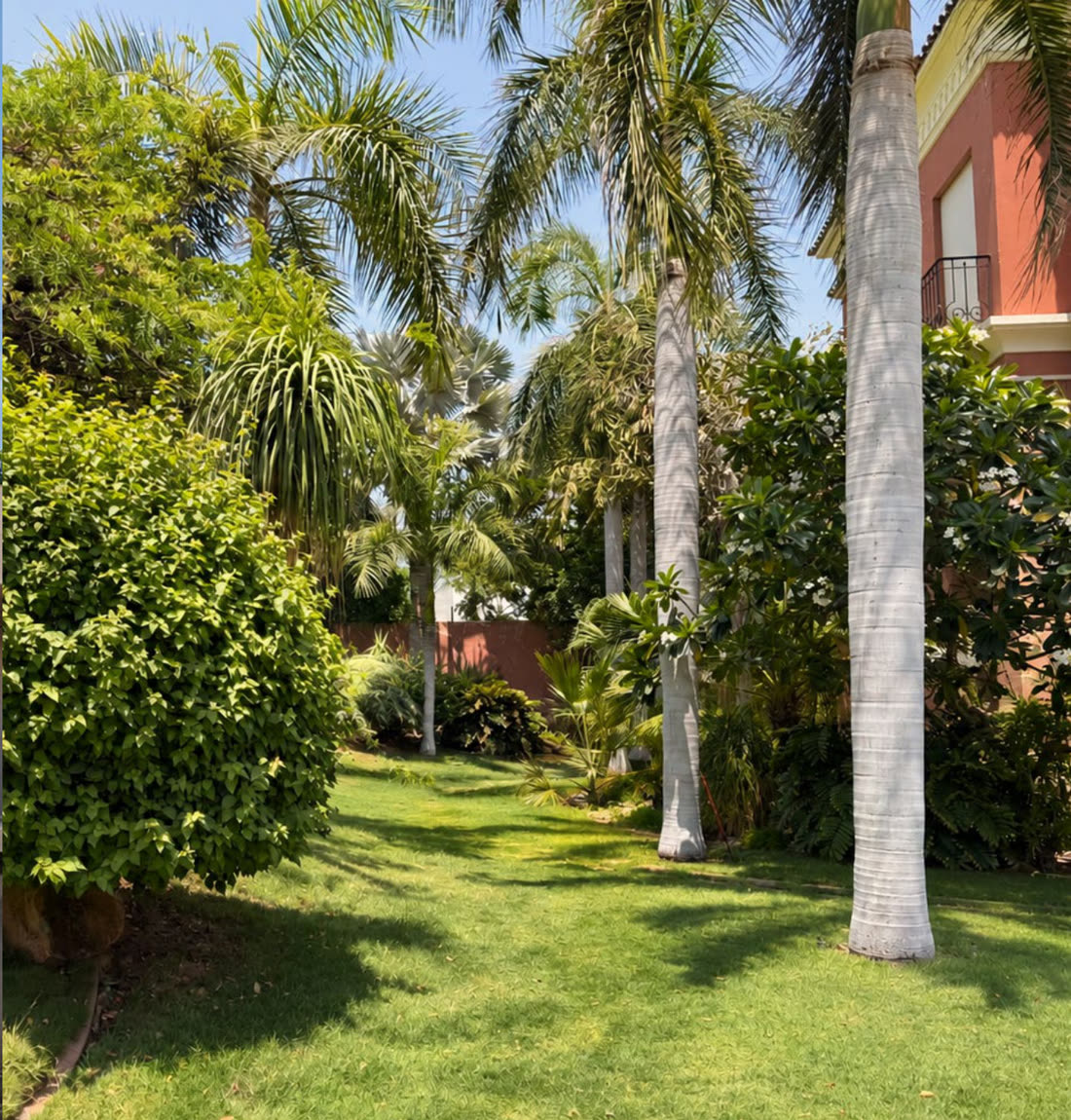 Tall palms and mature planting around a lawn